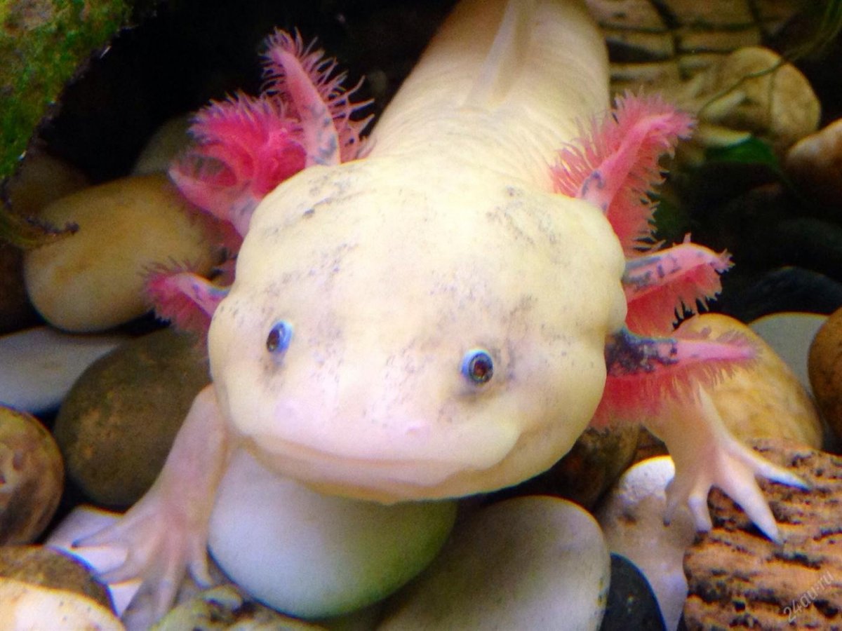 Аксолотль агатовый