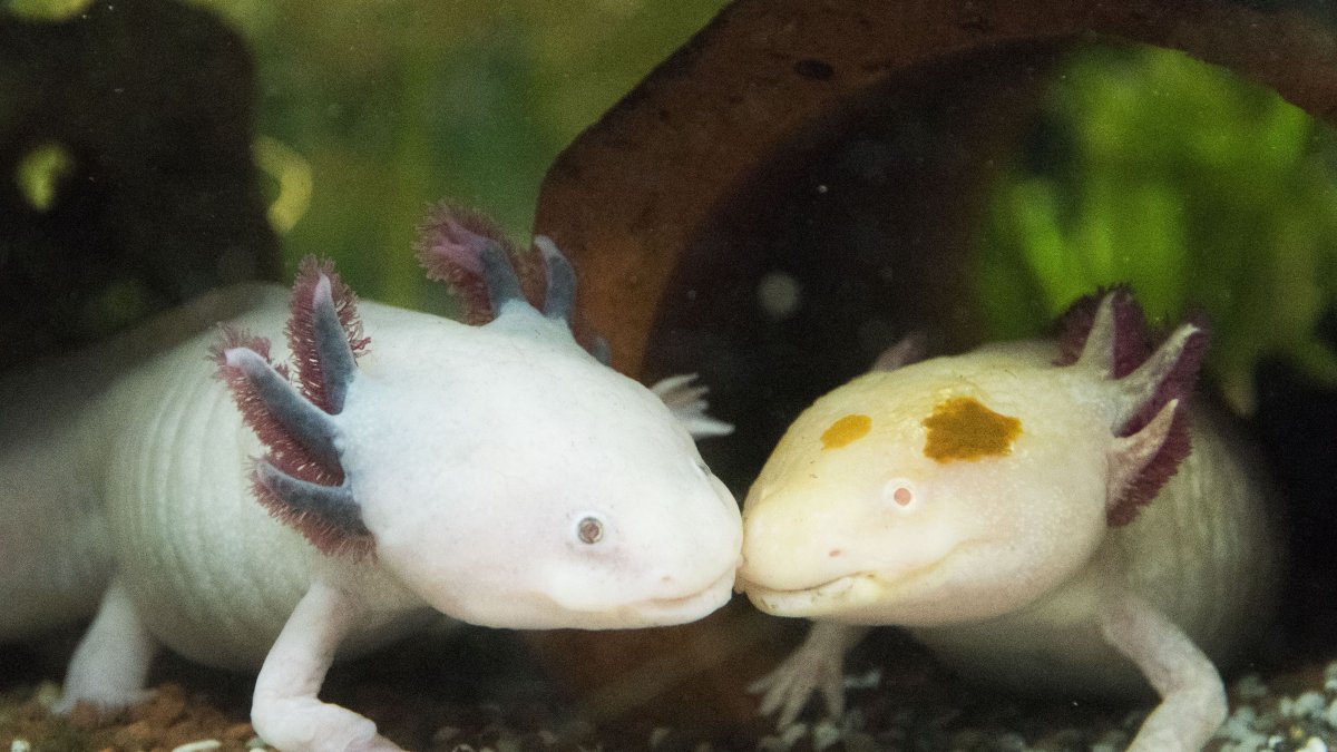 Аксолотль Ацтеки