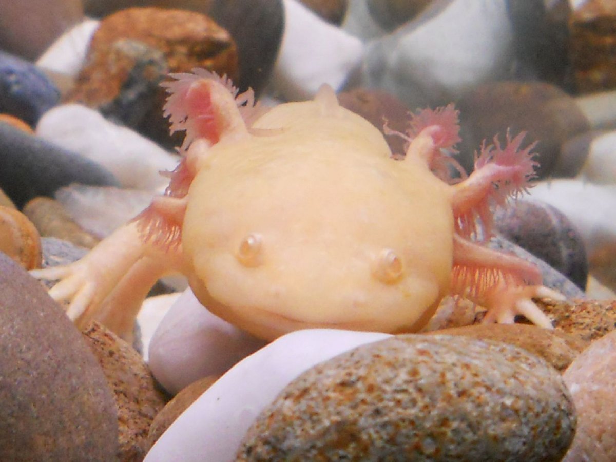 Аксолотль после метаморфозы