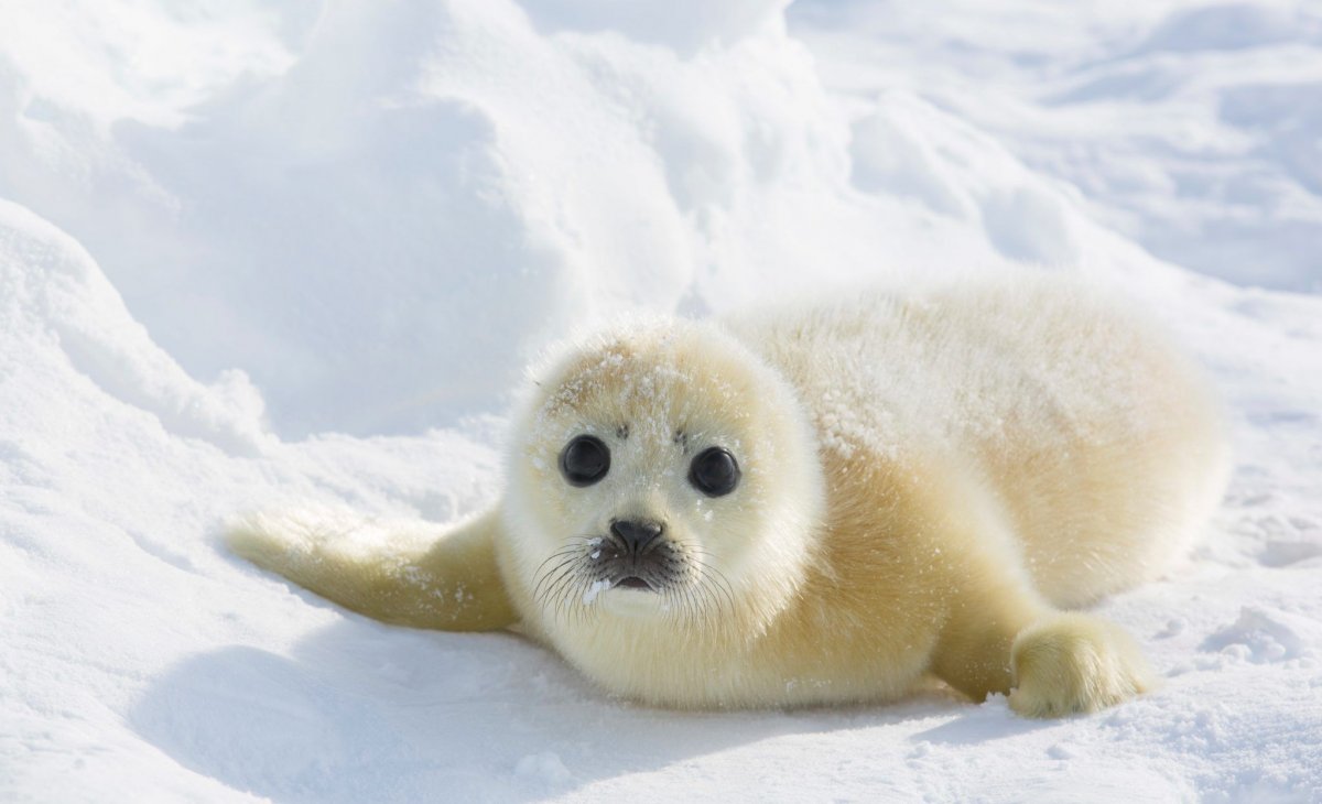 Белёк детеныш тюленя