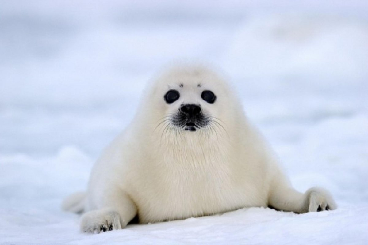 Белёк детеныш нерпы