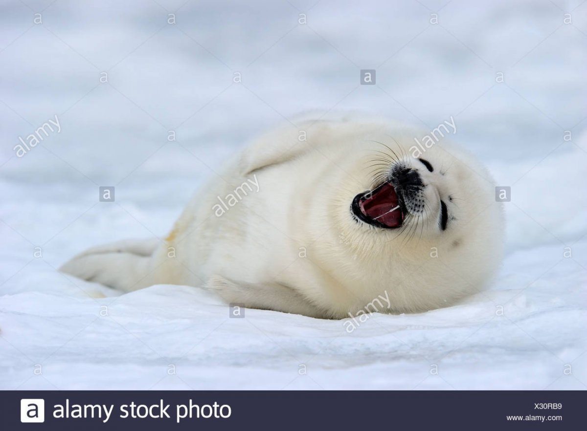 Белек нерпы