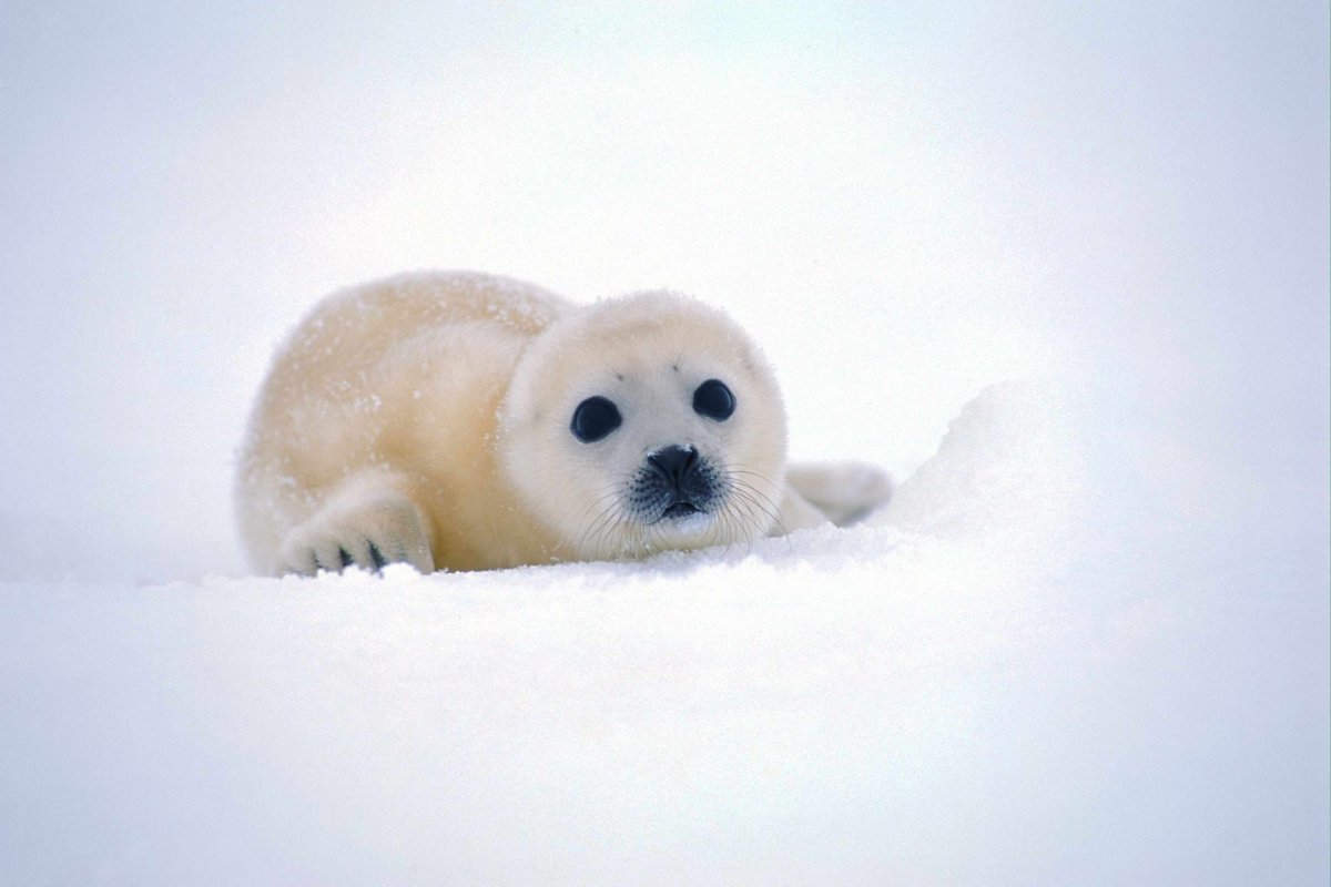 Белек тюлень