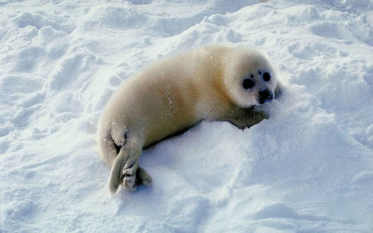 Белек нерпы