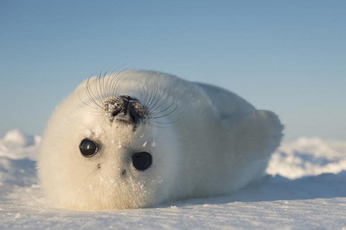 Байкальская Нерпа