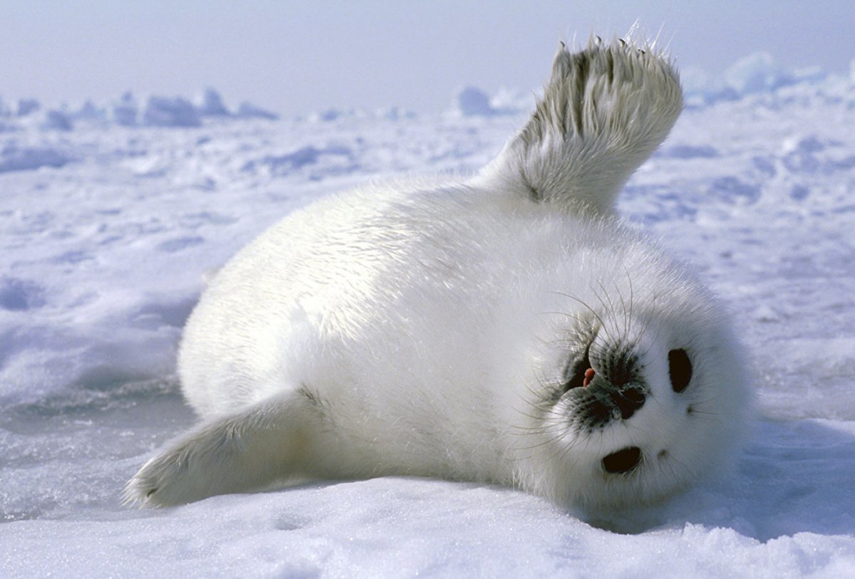 Ласковые тюлени