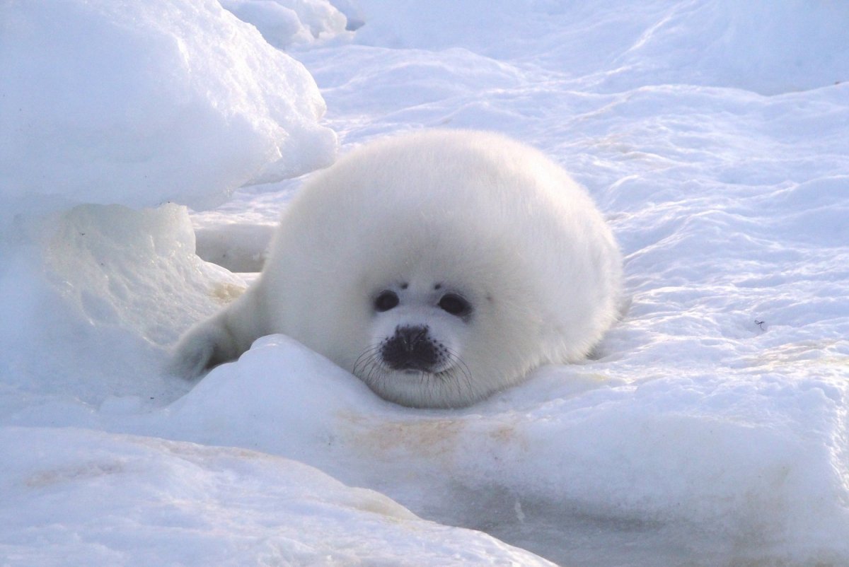 Белек гренландского тюленя
