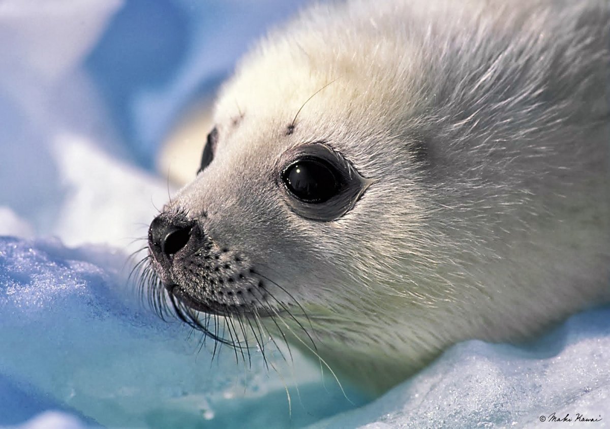 Кольчатая Нерпа Белек