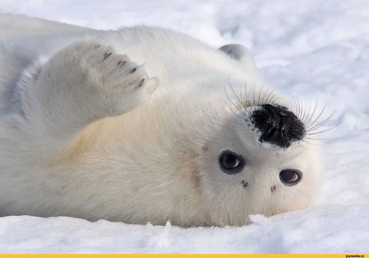 Гренландский тюлень