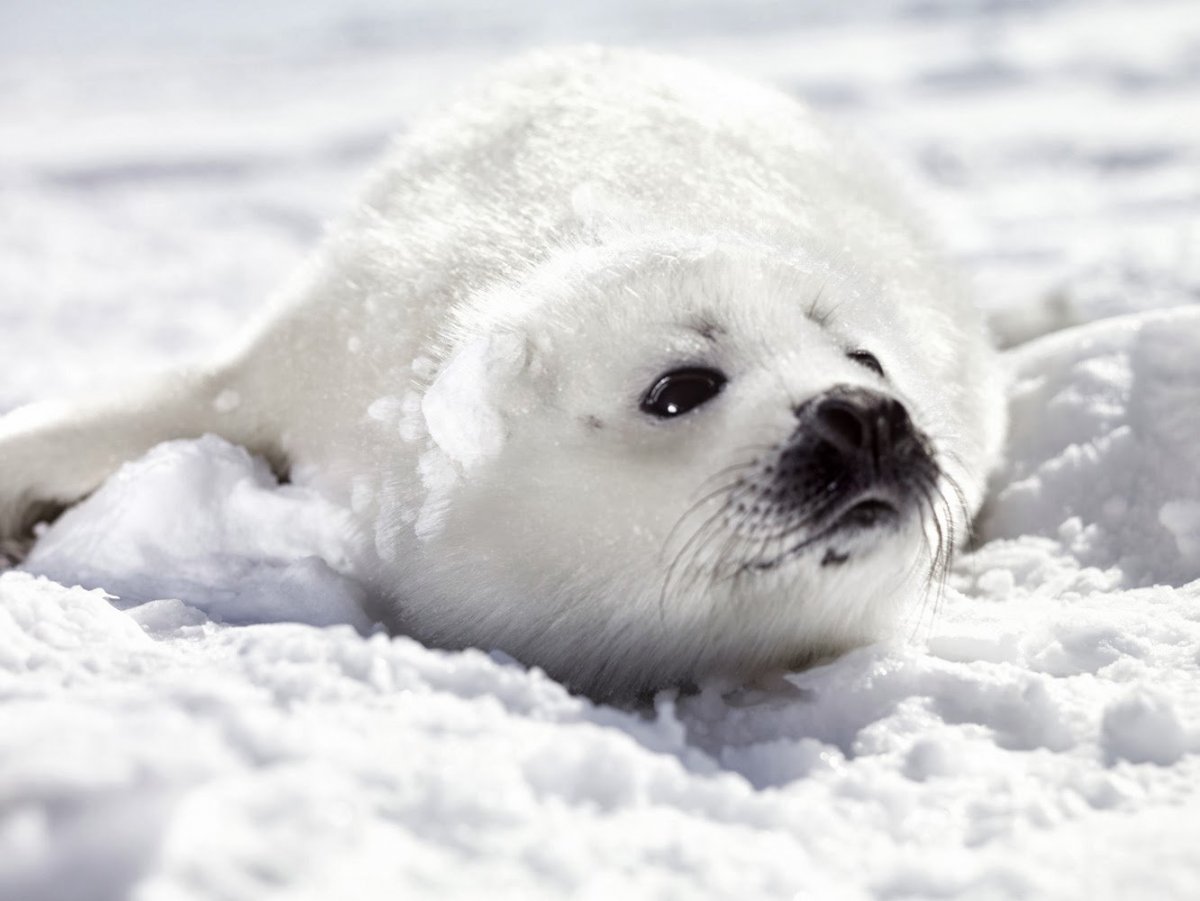 Кольчатая Нерпа Белек