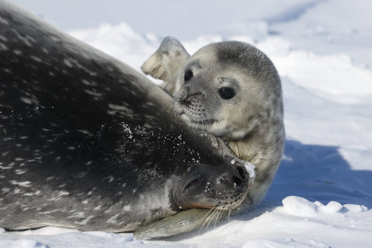 Кольчатая Нерпа Белек