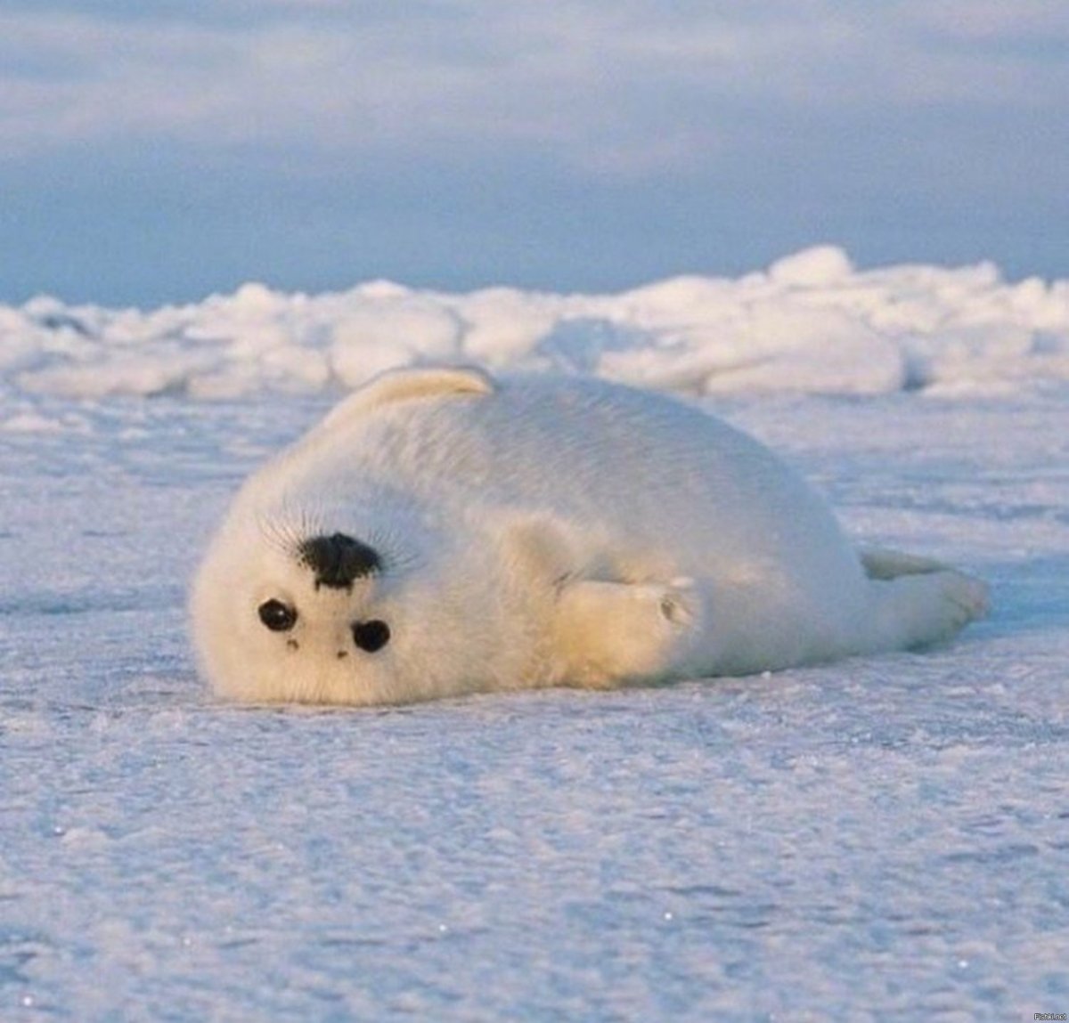 Белек зимой