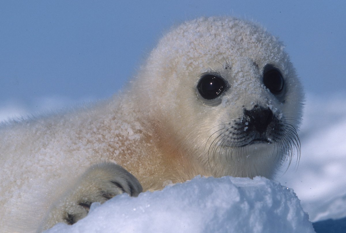 Белёк детеныш нерпы