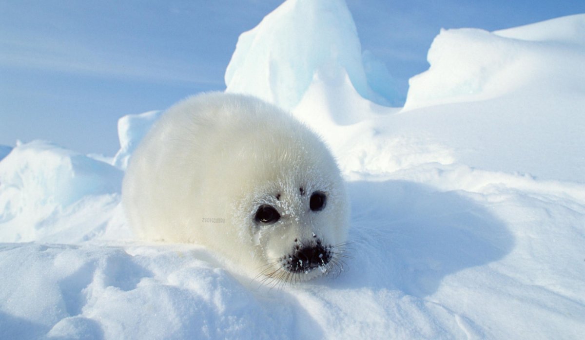 Гренландский тюлень белое море