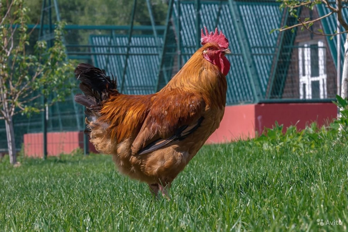 Кучинская Юбилейная Кучинская Юбилейная