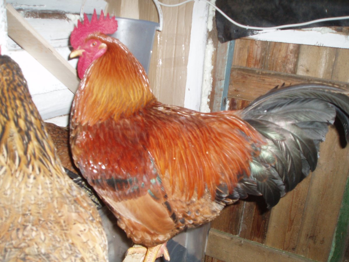 Кучинская Юбилейная порода кур цыплята