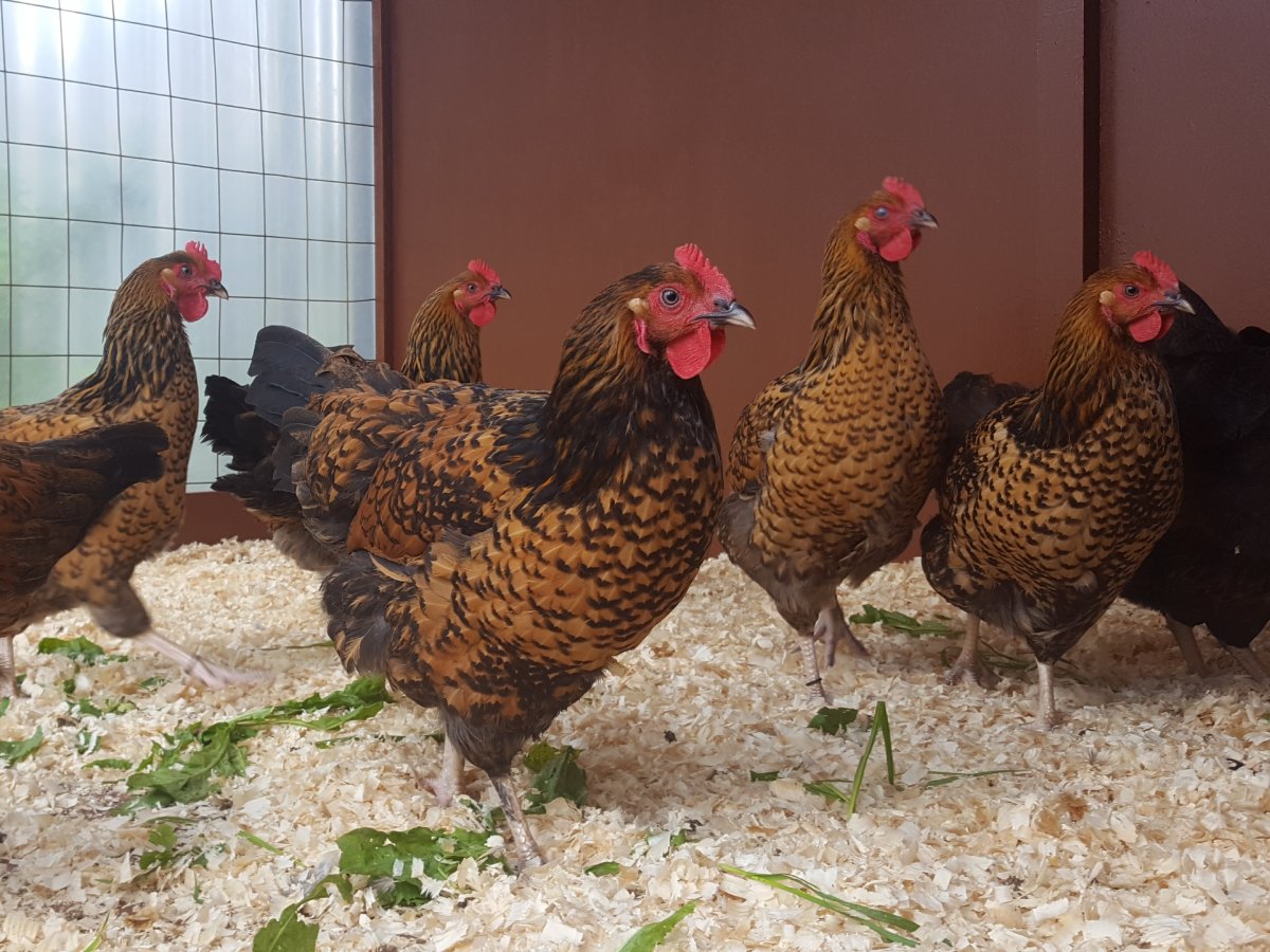 Кучинские куры белые