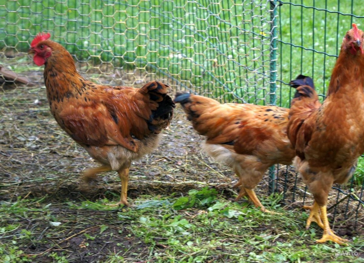 Кучинская Юбилейная