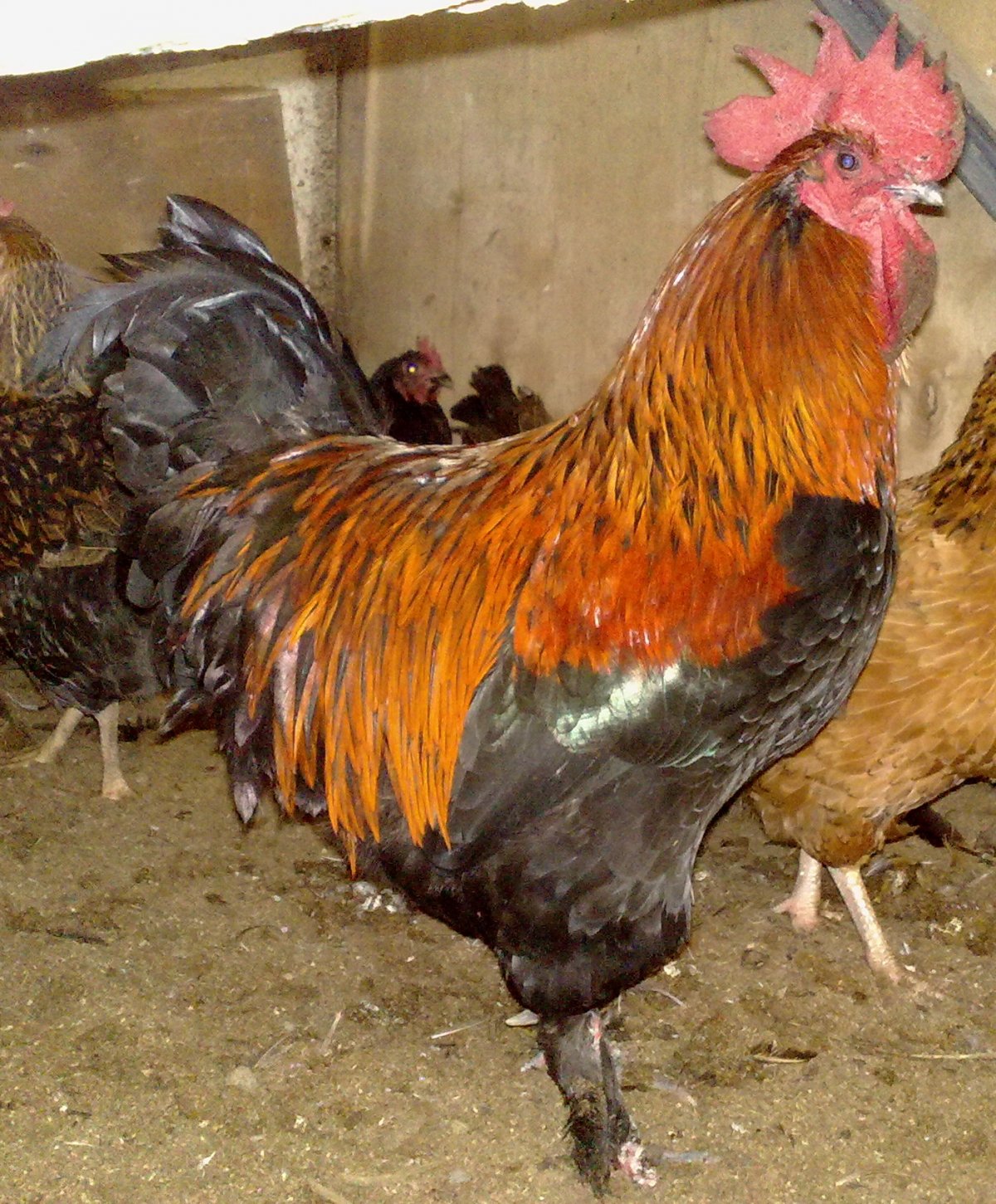 Кучинская Юбилейная цыплята