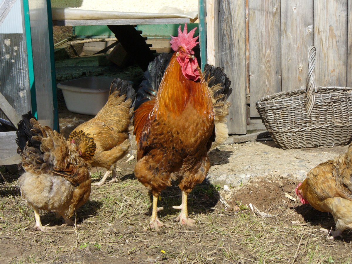 Кучинская Юбилейная