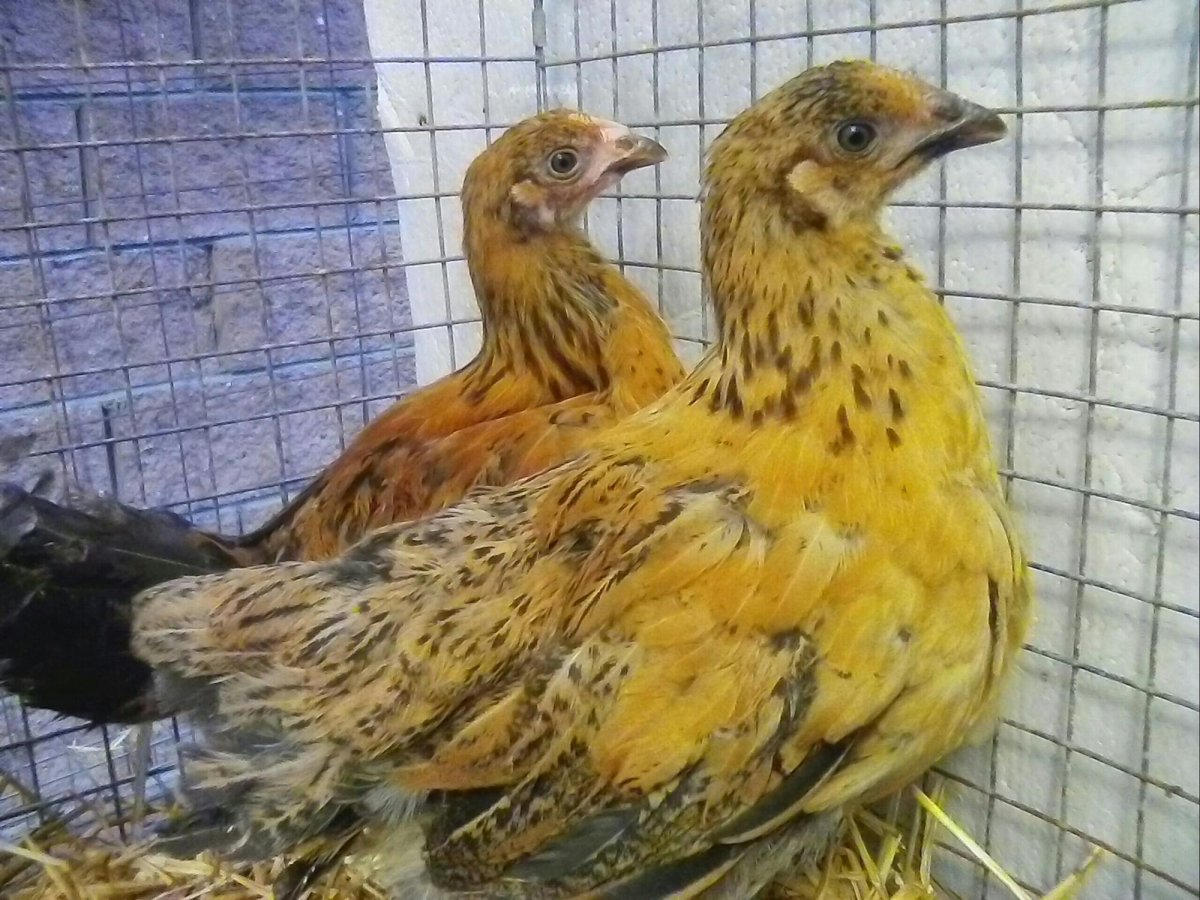 Кучинская Юбилейная окаймленная