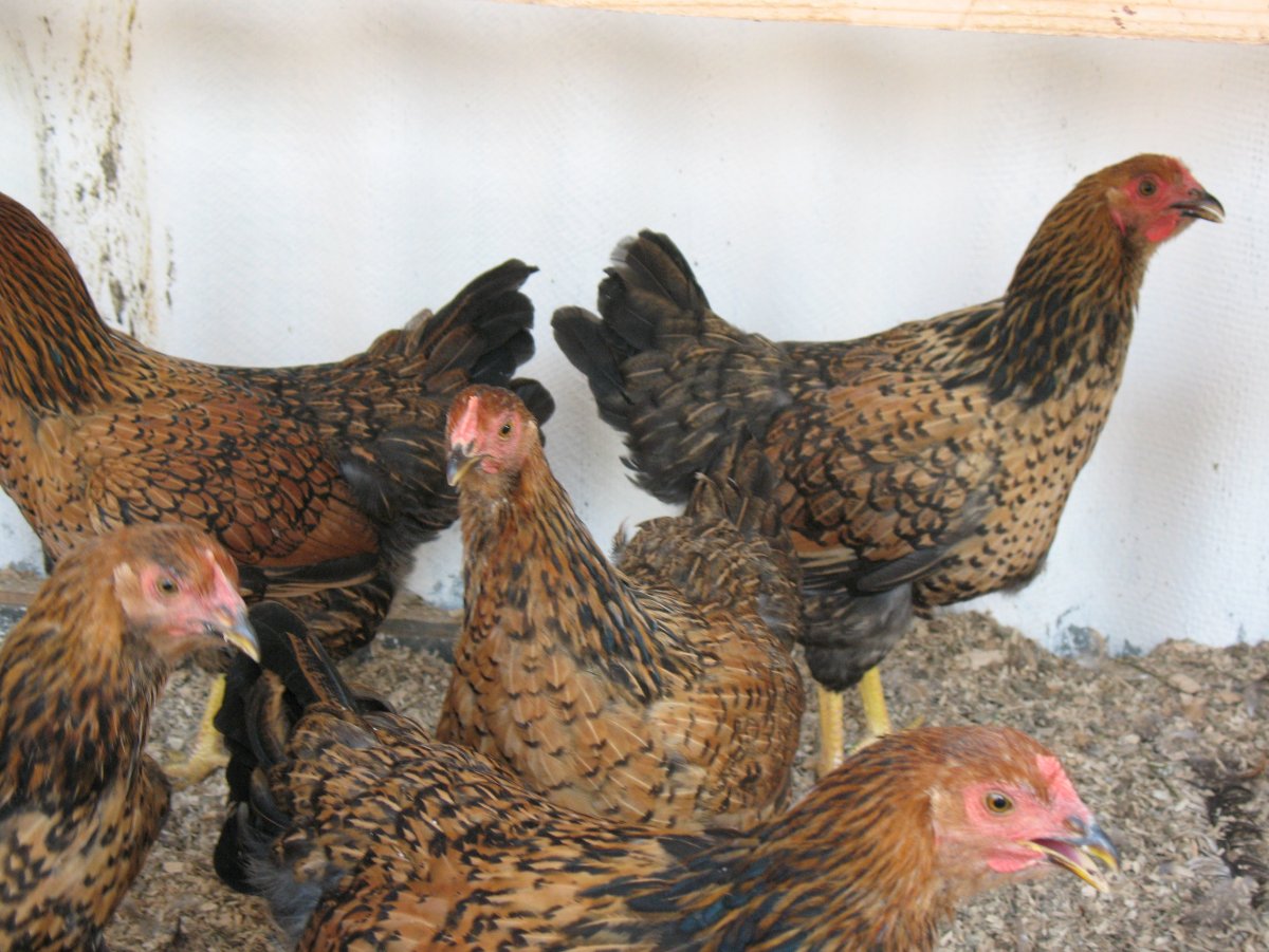 Кучинская Юбилейная