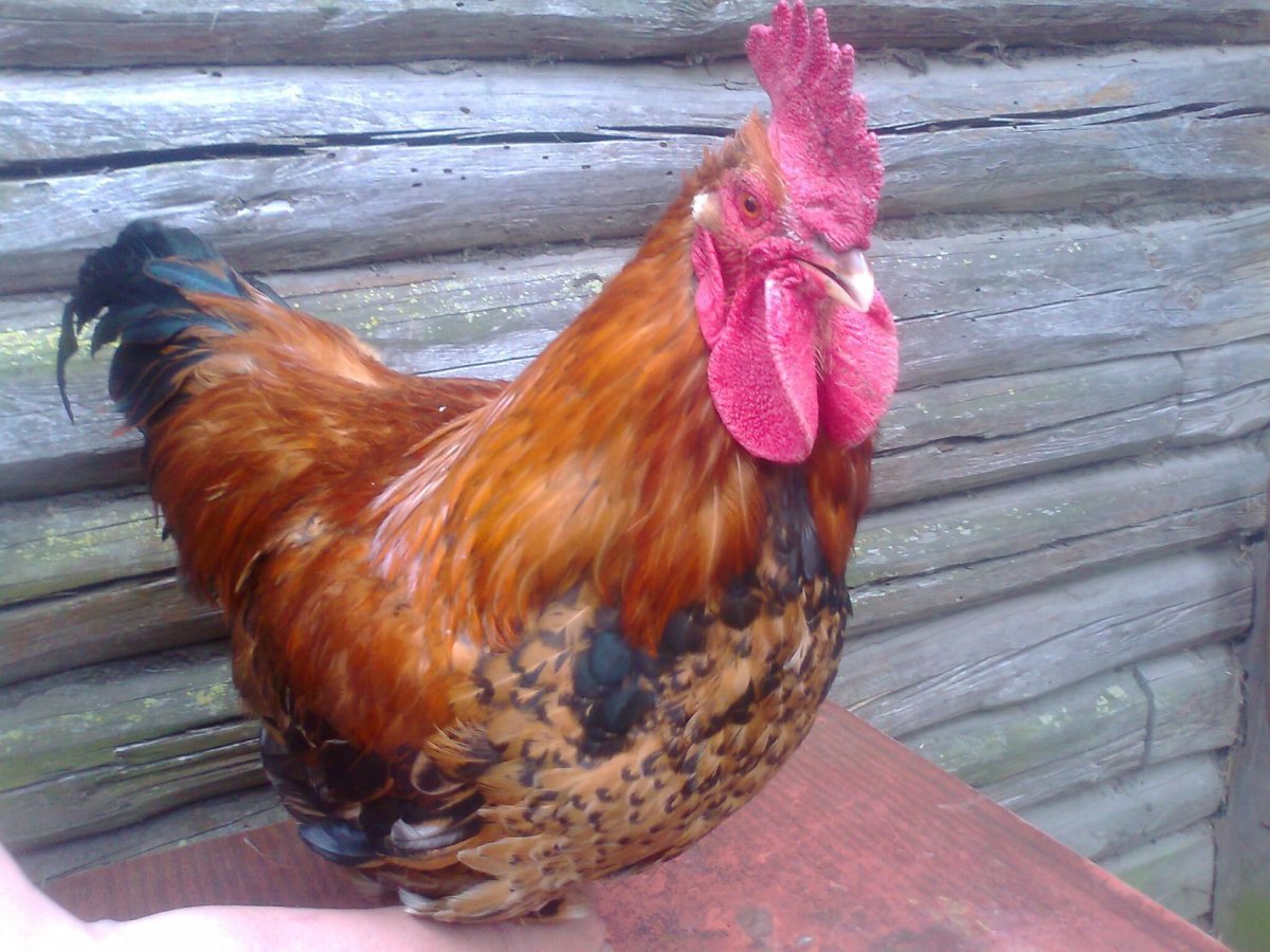 Кросс Кучинская Юбилейная