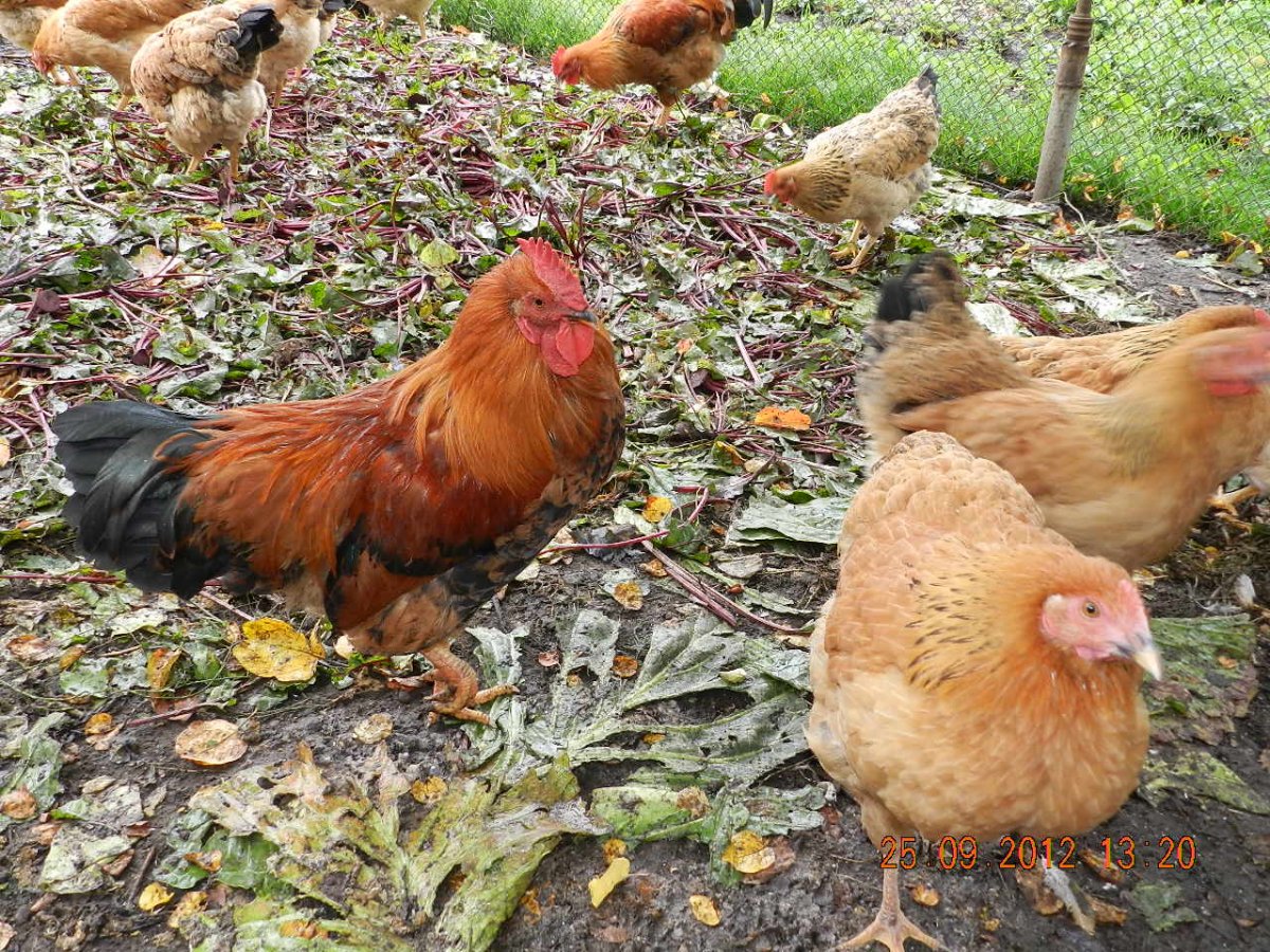 Кучинская Юбилейная молодки