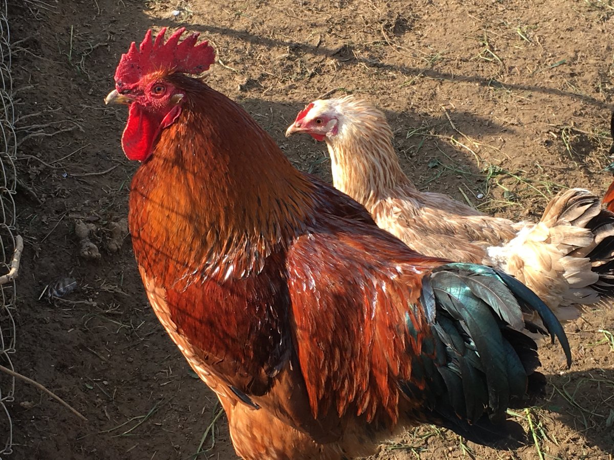 Кучинская Юбилейная