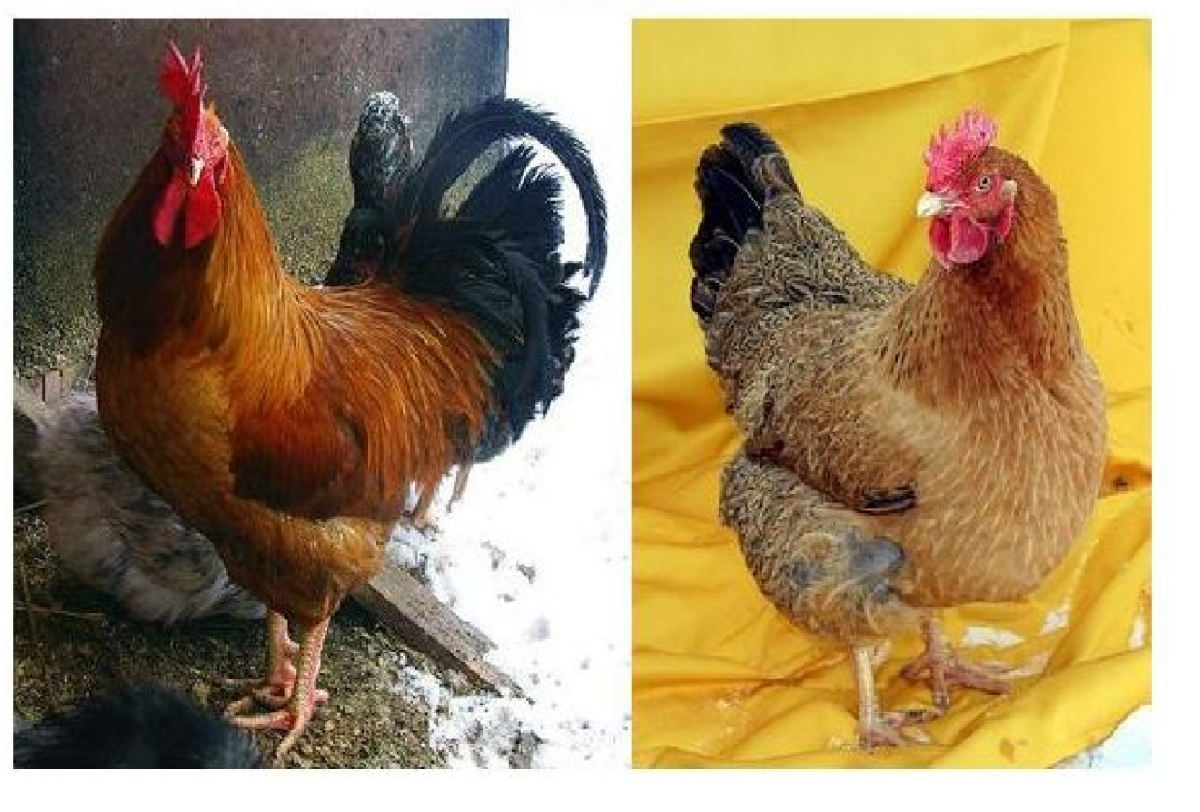 Кучинские куры