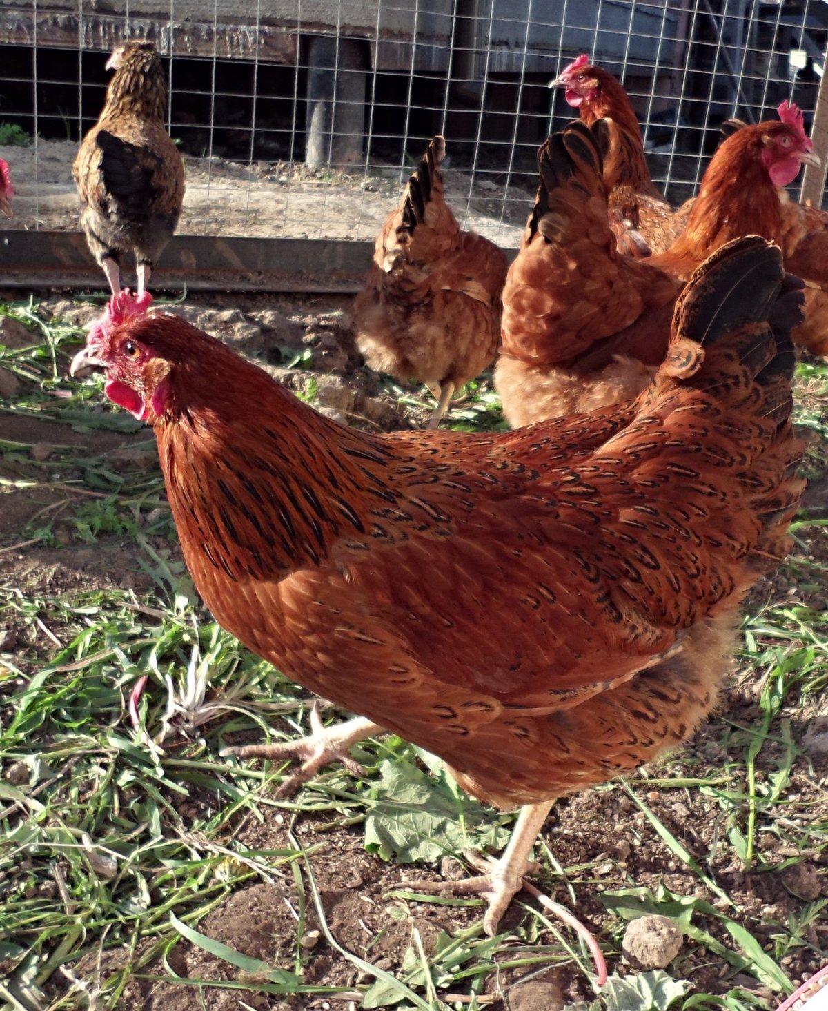 Куры несушки кучинские