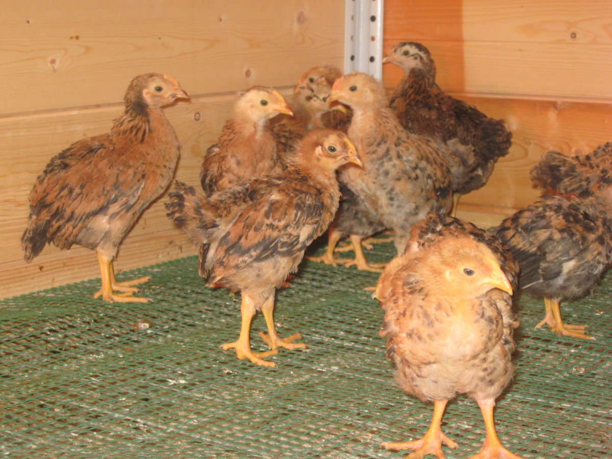 Холланд порода кур