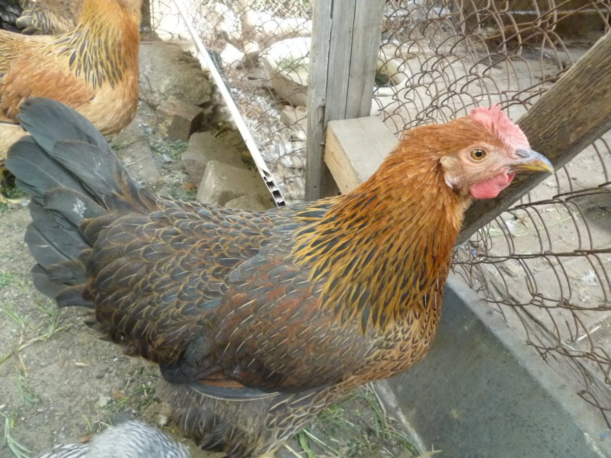 Кучинская Юбилейная цыплята