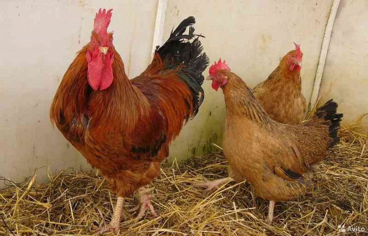 Кучинская Юбилейная окаймленная