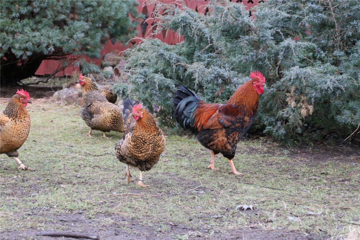 Цыплята Кучинской юбилейной фото
