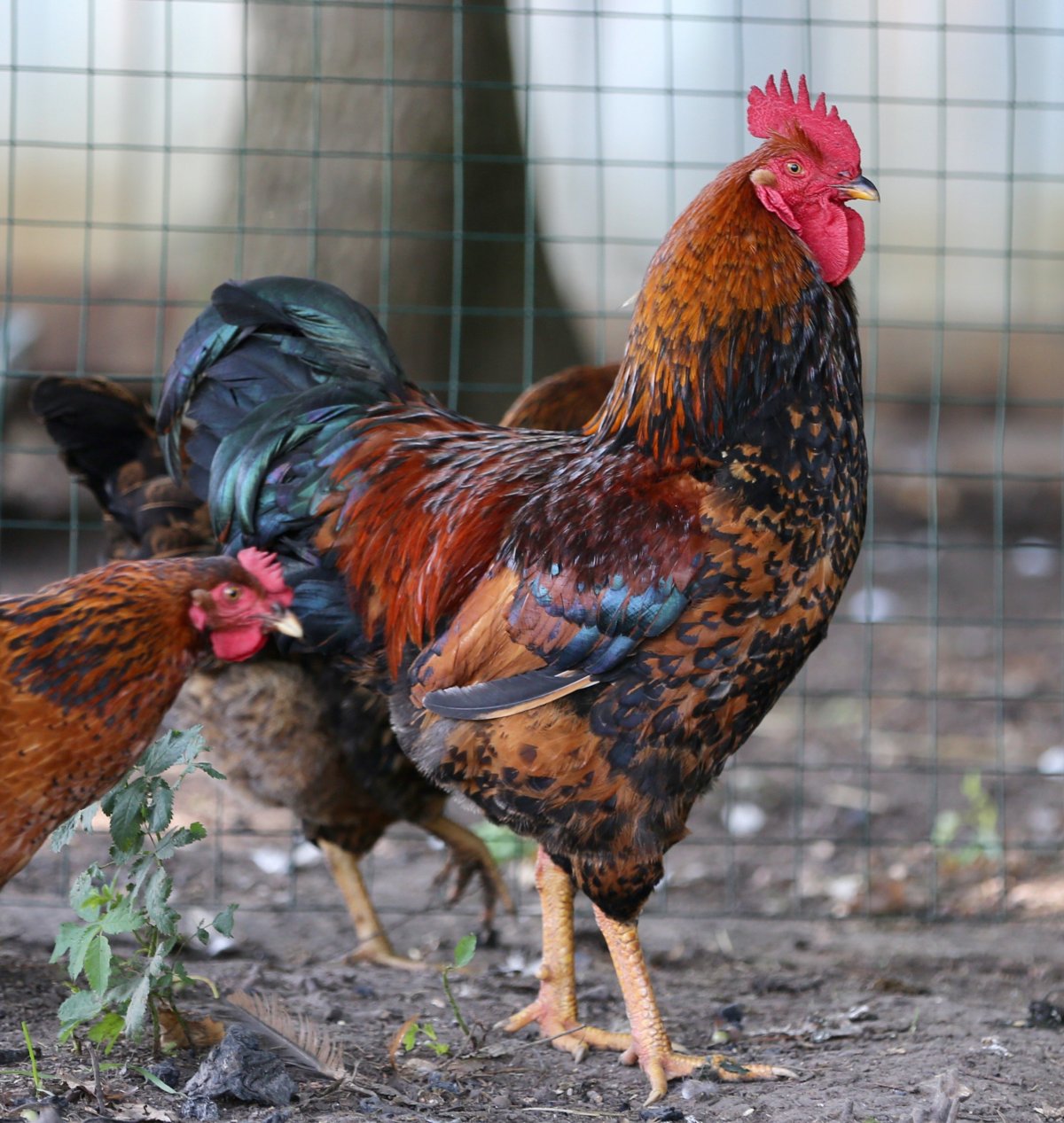 Кросс Кучинская Юбилейная