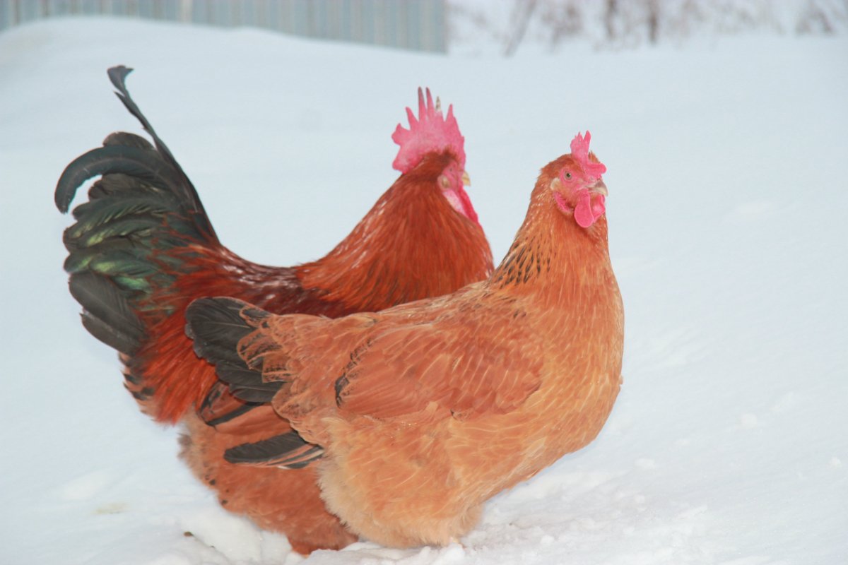 Кучинские Поляны