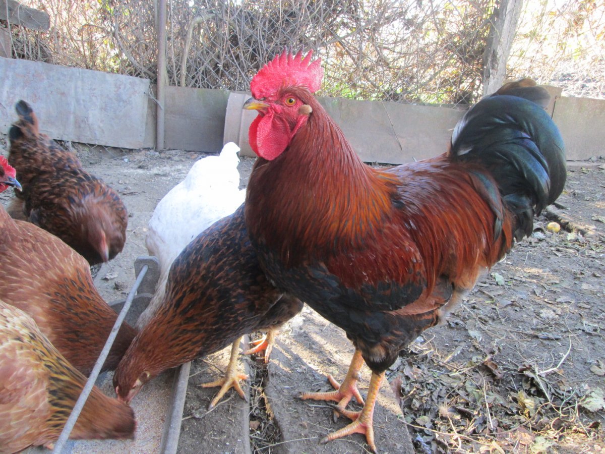 Несушка Кучинская Юбилейная.