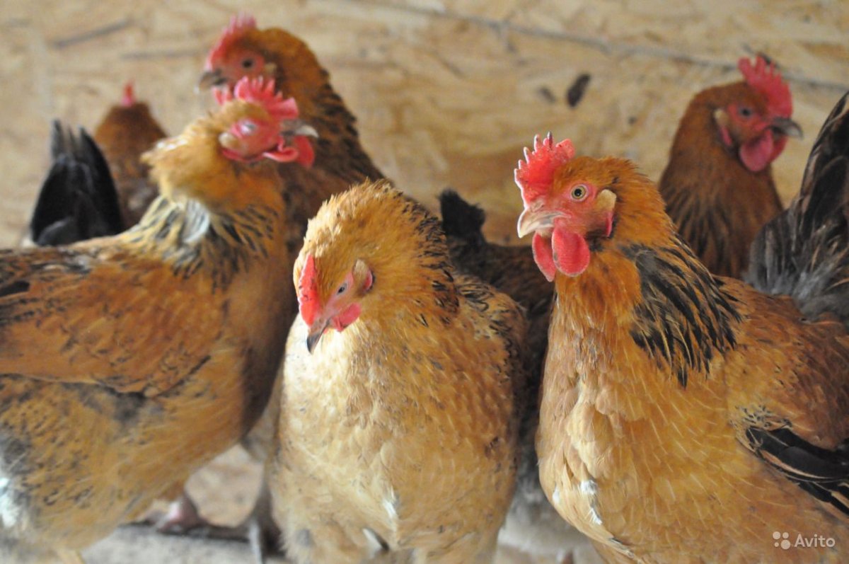 Кучинская Юбилейная порода