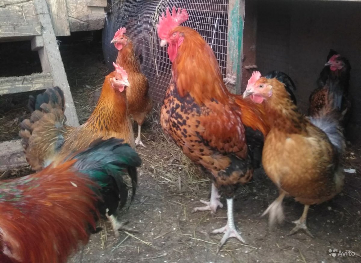 Кучинская Юбилейная порода черного цвета