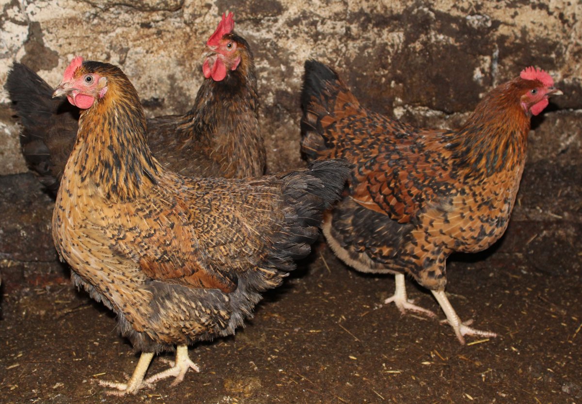 Кучинская Юбилейная Кучинская Юбилейная