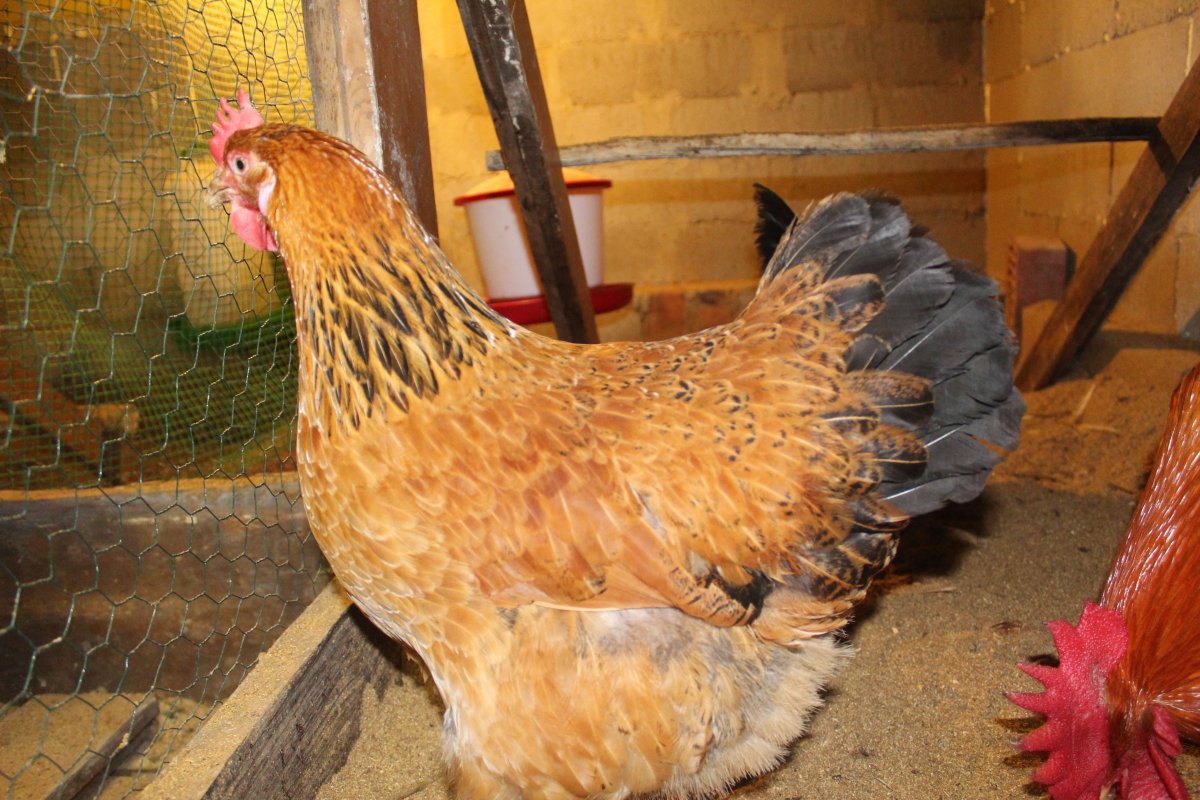 Владимирская порода кур
