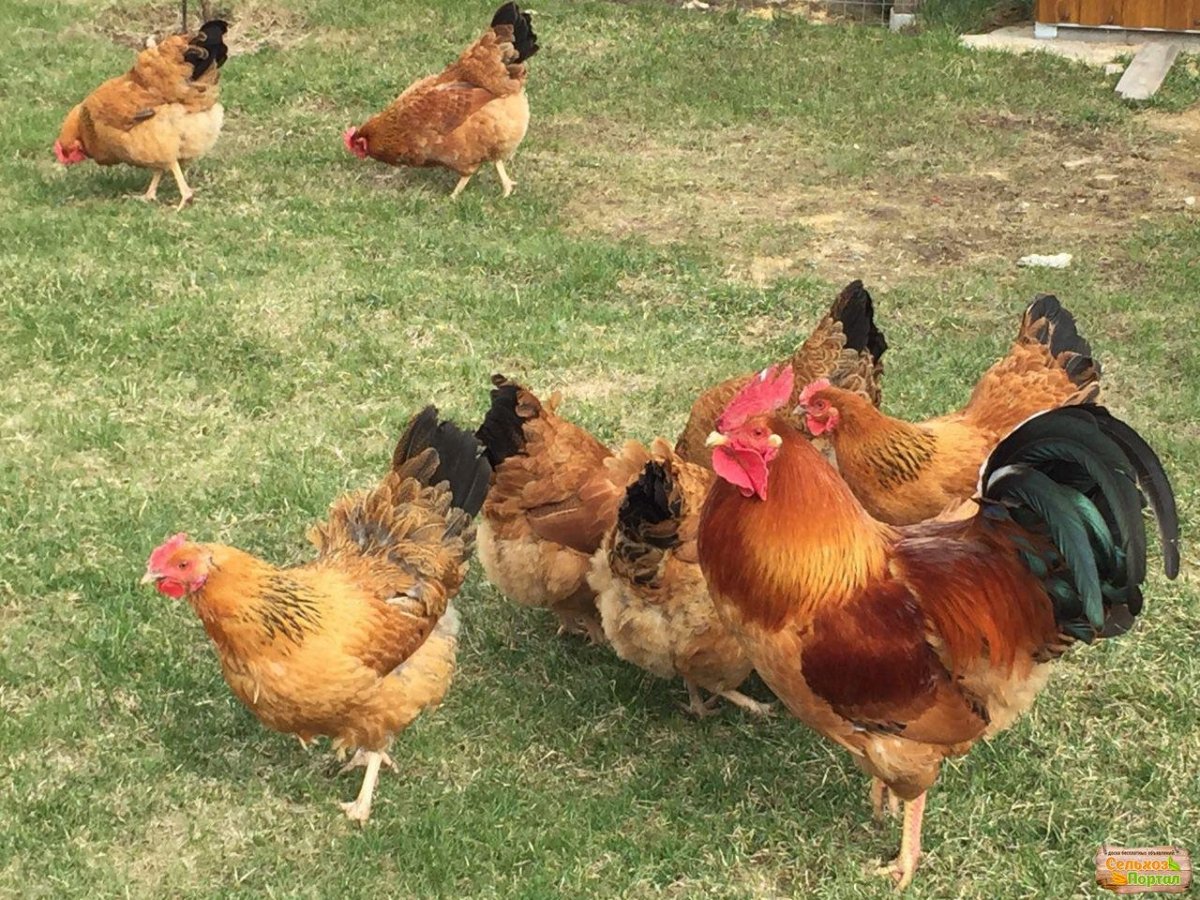 Кучинская Юбилейная порода кур 3 месяца
