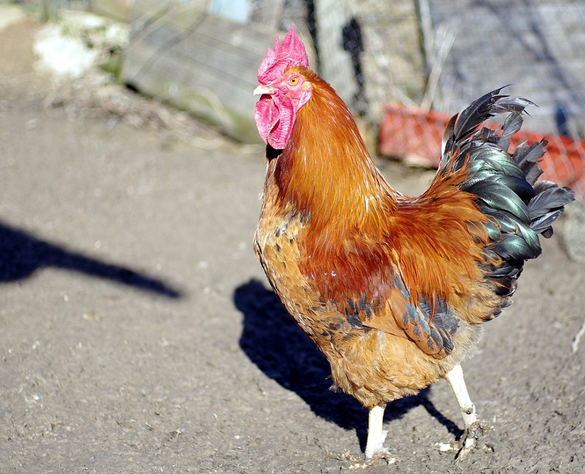 Кучинская Юбилейная порода в Тул обл