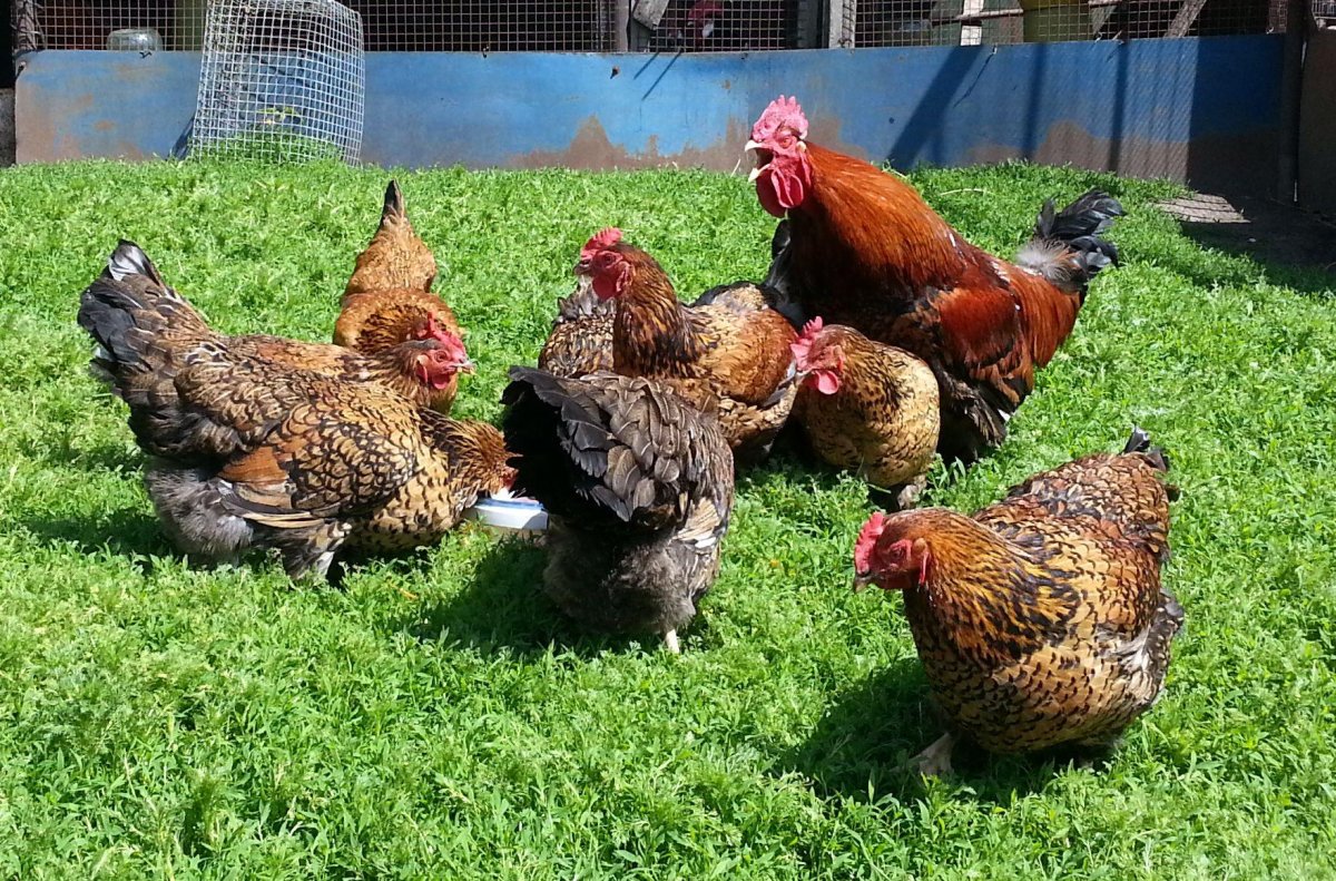 Несушка Кучинская Юбилейная.