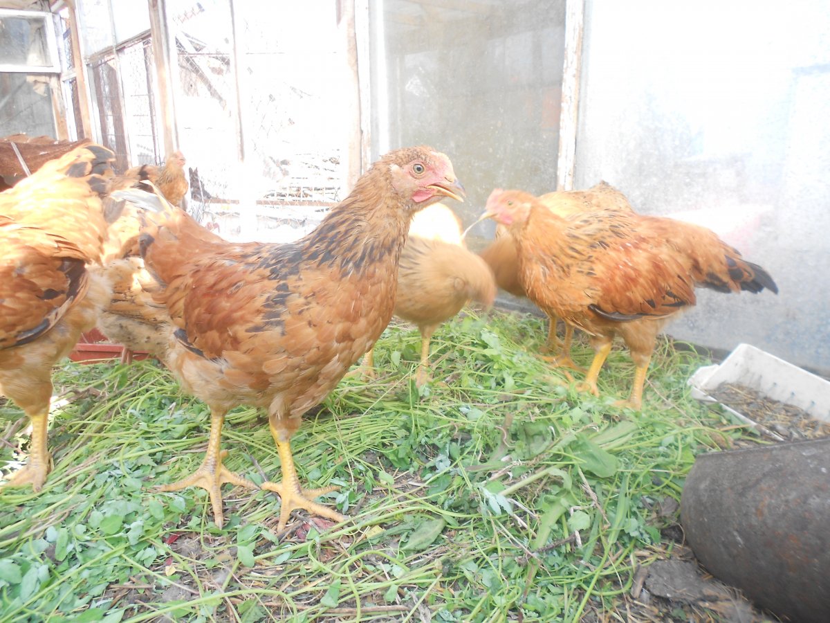 Куры несушки кучинские