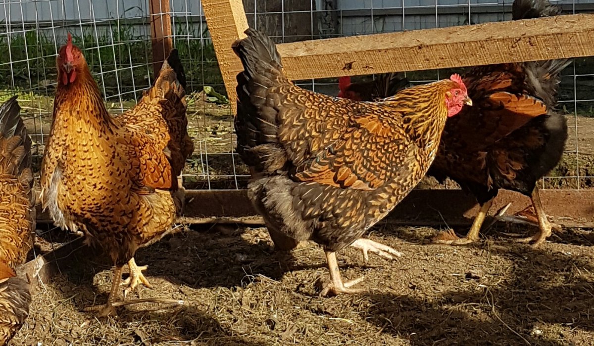 Кучинская Юбилейная Кучинская Юбилейная