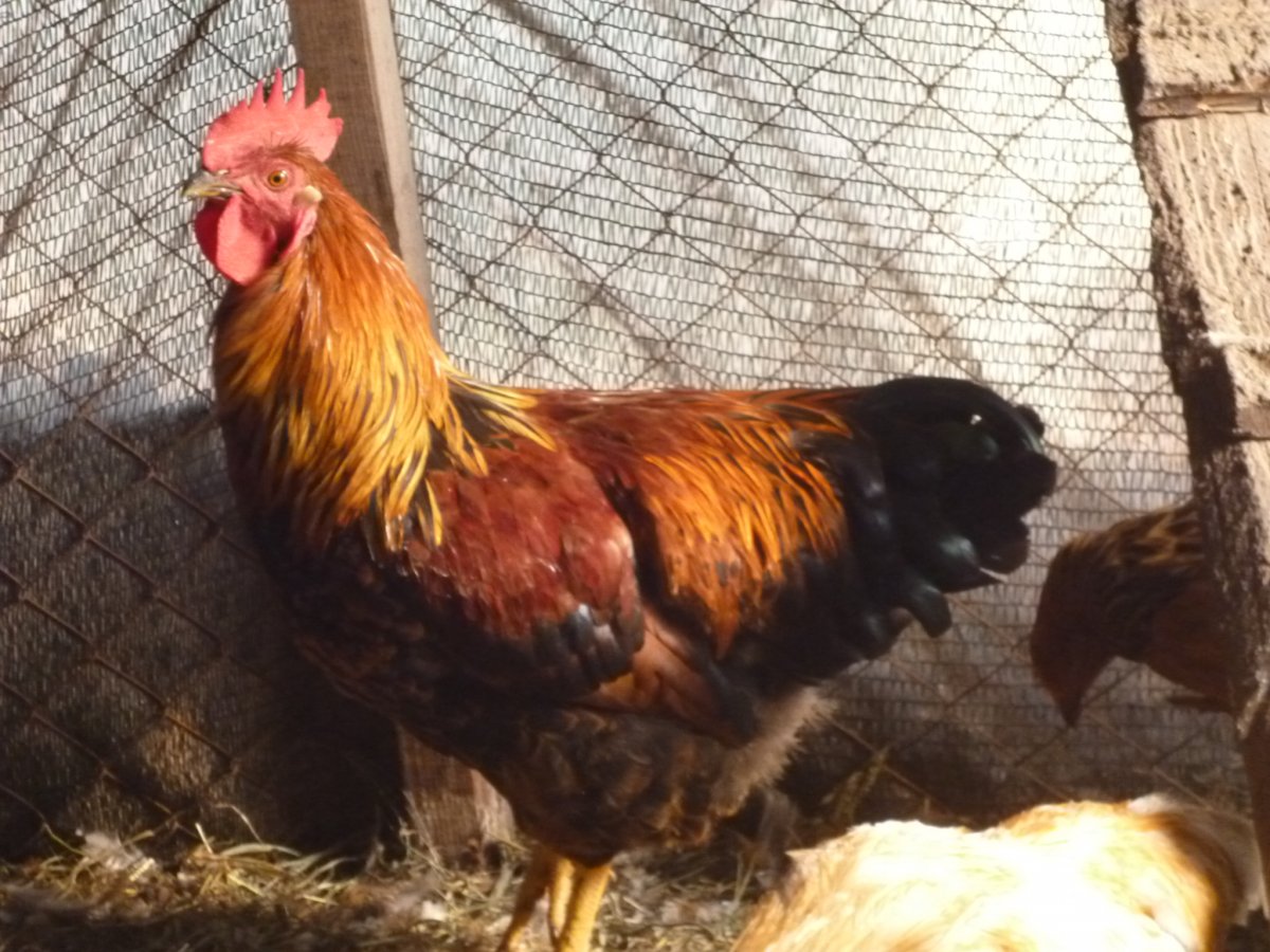 Куры Кучинская Юбилейная