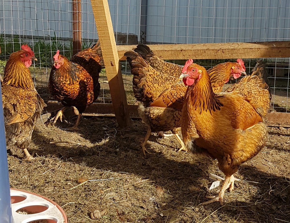 Кучинская Юбилейная