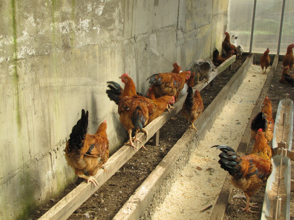 Куры несушки Кучинская Юбилейная